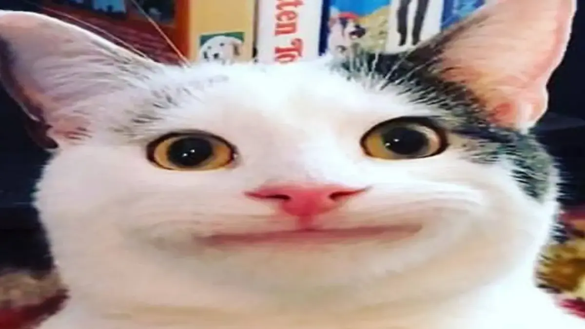 Beluga Cat