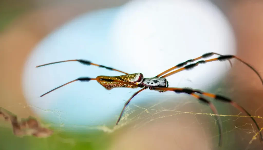 Banana Spiders and Their Venom