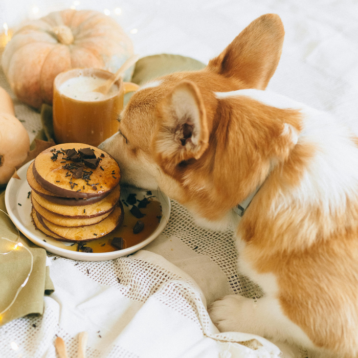 What Kind of Food is Right for Your Dog